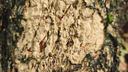 Close-up of tree bark texture, suitable for background natural form, Wood background