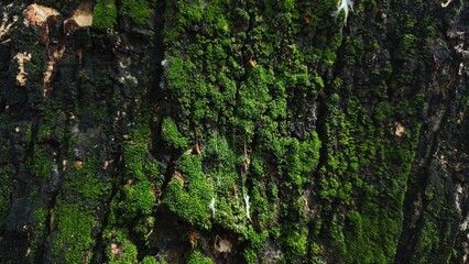 Close-up of tree bark texture, suitable for background natural form, Wood background