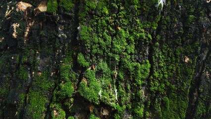 Close-up of tree bark texture, suitable for background natural form, Wood background