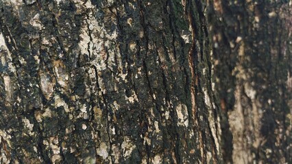 Close-up of tree bark texture, suitable for background natural form, Wood background