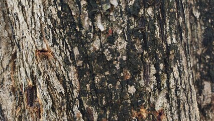 Close-up of tree bark texture, suitable for background natural form, Wood background