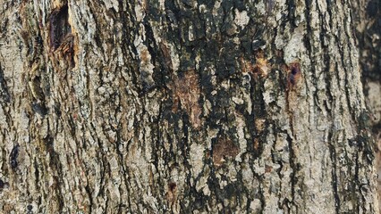 Close-up of tree bark texture, suitable for background natural form, Wood background