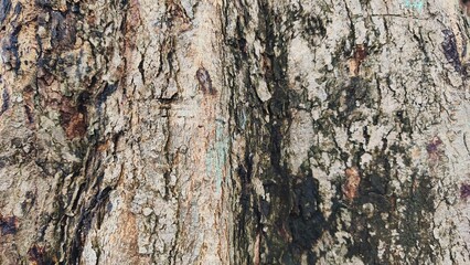 Close-up of tree bark texture, suitable for background natural form, Wood background