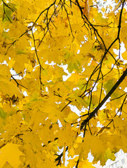 Colorful seasonal autumn background pattern, Vibrant carpet of fallen forest leaves.