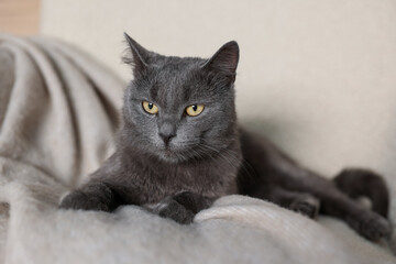Cute gray cat on blanket indoors, closeup. Adorable pet