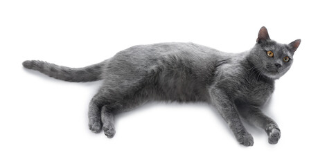 Cute gray cat on white background. Adorable pet