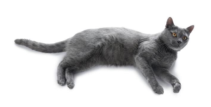 Cute gray cat on white background. Adorable pet