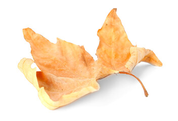 Fototapeta premium One dry maple leaf isolated on white. Autumn season