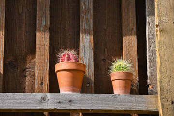 Two potted cacti displayed on a rustic wooden shelf