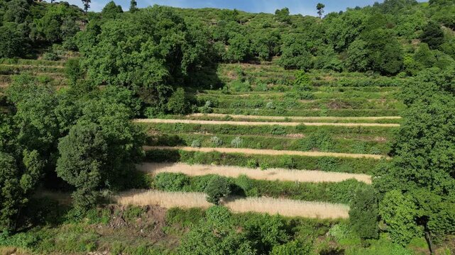 Drone Aerial View of Sangar Valley, Afghanistan, Hillside Agricultural and Farming Fields, Green Landscape