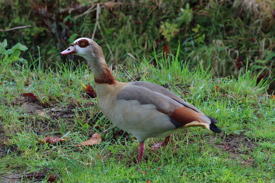 Egyptian goose