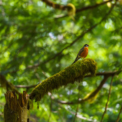 Robin perched on mossy branch in forest