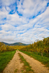 Beautiful landscape with vineyard plantation in the Alsace area during autumn.