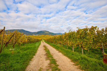 Obraz premium Beautiful landscape with vineyard plantation in the Alsace area during autumn.
