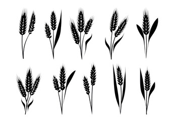 Wheat ears and grains silhouettes with transparent background