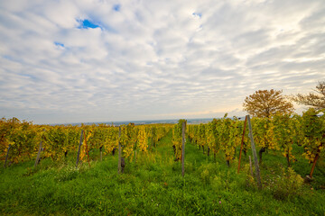 Obraz premium Beautiful landscape with vineyard plantation in the Alsace area during autumn.