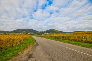 Beautiful landscape with vineyard plantation in the Alsace area during autumn.