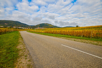 Beautiful landscape with vineyard plantation in the Alsace area during autumn.