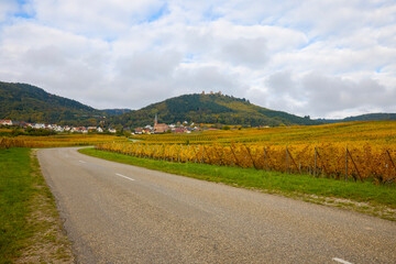 Beautiful landscape with vineyard plantation in the Alsace area during autumn.