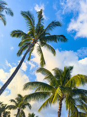 palm trees and blue sky