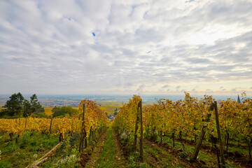 Fototapeta premium Beautiful landscape with vineyard plantation in the Alsace area during autumn.