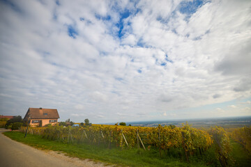 Fototapeta premium Beautiful landscape with vineyard plantation in the Alsace area during autumn.