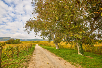 Naklejka premium Beautiful landscape with vineyard plantation in the Alsace area during autumn.