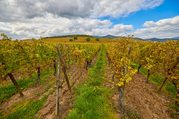 Naklejka premium Beautiful landscape with vineyard plantation in the Alsace area during autumn.