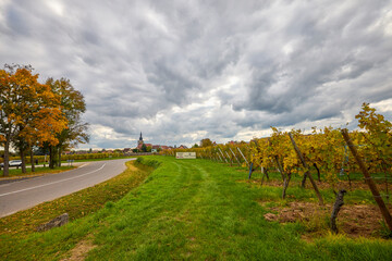 Fototapeta premium Beautiful landscape with vineyard plantation in the Alsace area during autumn.