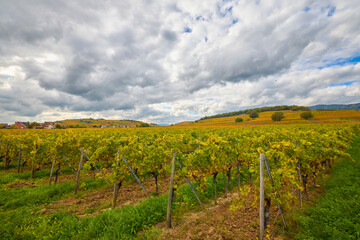 Fototapeta premium Beautiful landscape with vineyard plantation in the Alsace area during autumn.