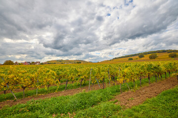 Naklejka premium Beautiful landscape with vineyard plantation in the Alsace area during autumn.