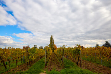 Fototapeta premium Beautiful landscape with vineyard plantation in the Alsace area during autumn.