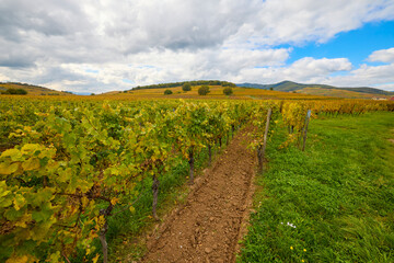 Naklejka premium Beautiful landscape with vineyard plantation in the Alsace area during autumn.