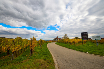 Fototapeta premium Beautiful landscape with vineyard plantation in the Alsace area during autumn.