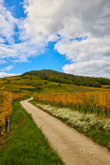 Beautiful landscape with vineyard plantation in the Alsace area during autumn.