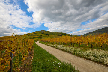 Beautiful landscape with vineyard plantation in the Alsace area during autumn.