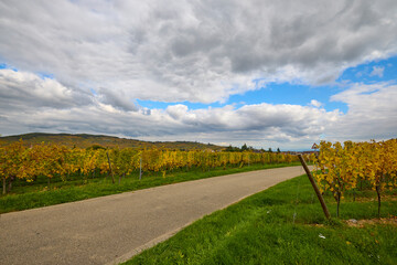 Beautiful landscape with vineyard plantation in the Alsace area during autumn.