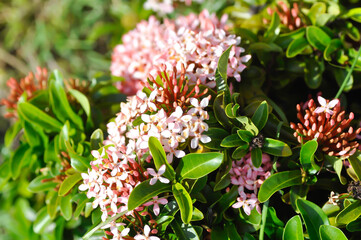 Ixora chinensis Lamk, Ixora spp or Zephyranthes or West Indian Jasmine or pink ixora