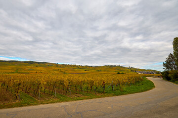 Beautiful landscape with vineyard plantation in the Alsace area during autumn.