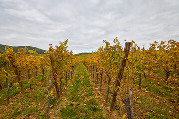 Fototapeta premium Beautiful landscape with vineyard plantation in the Alsace area during autumn.