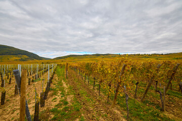 Fototapeta premium Beautiful landscape with vineyard plantation in the Alsace area during autumn.