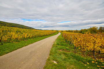 Naklejka premium Beautiful landscape with vineyard plantation in the Alsace area during autumn.