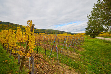 Obraz premium Beautiful landscape with vineyard plantation in the Alsace area during autumn.