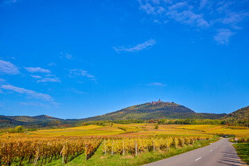 Beautiful landscape with vineyard plantation in the Alsace area during autumn.