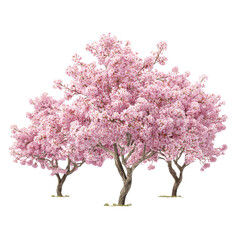 Obraz premium floral desktop background blooming trees flowers spring seasonal nature isolated transparent background image