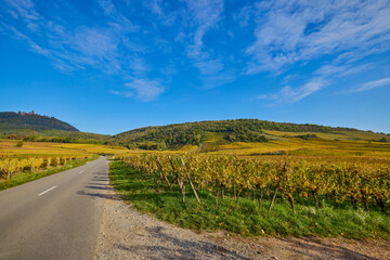 Beautiful landscape with vineyard plantation in the Alsace area during autumn.
