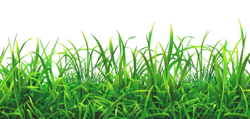 Fototapeta premium PNG Grass green backgrounds outdoors.