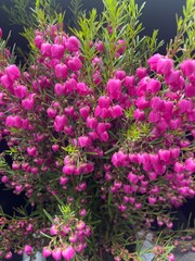 Obraz premium flowers in the garden