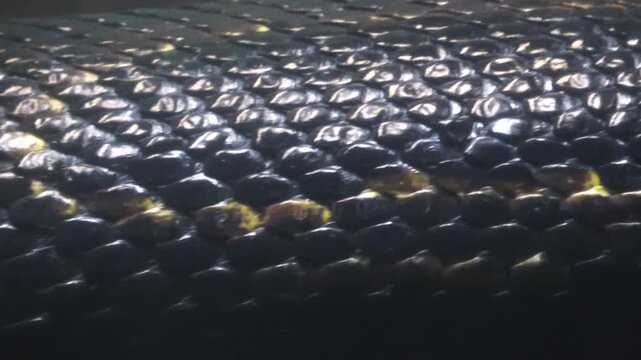 Closeup, pan shot of the living Burmese python skin. Beautiful texture. 4K