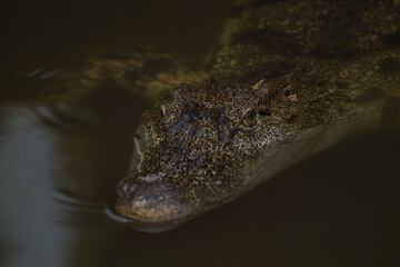 Crocodile